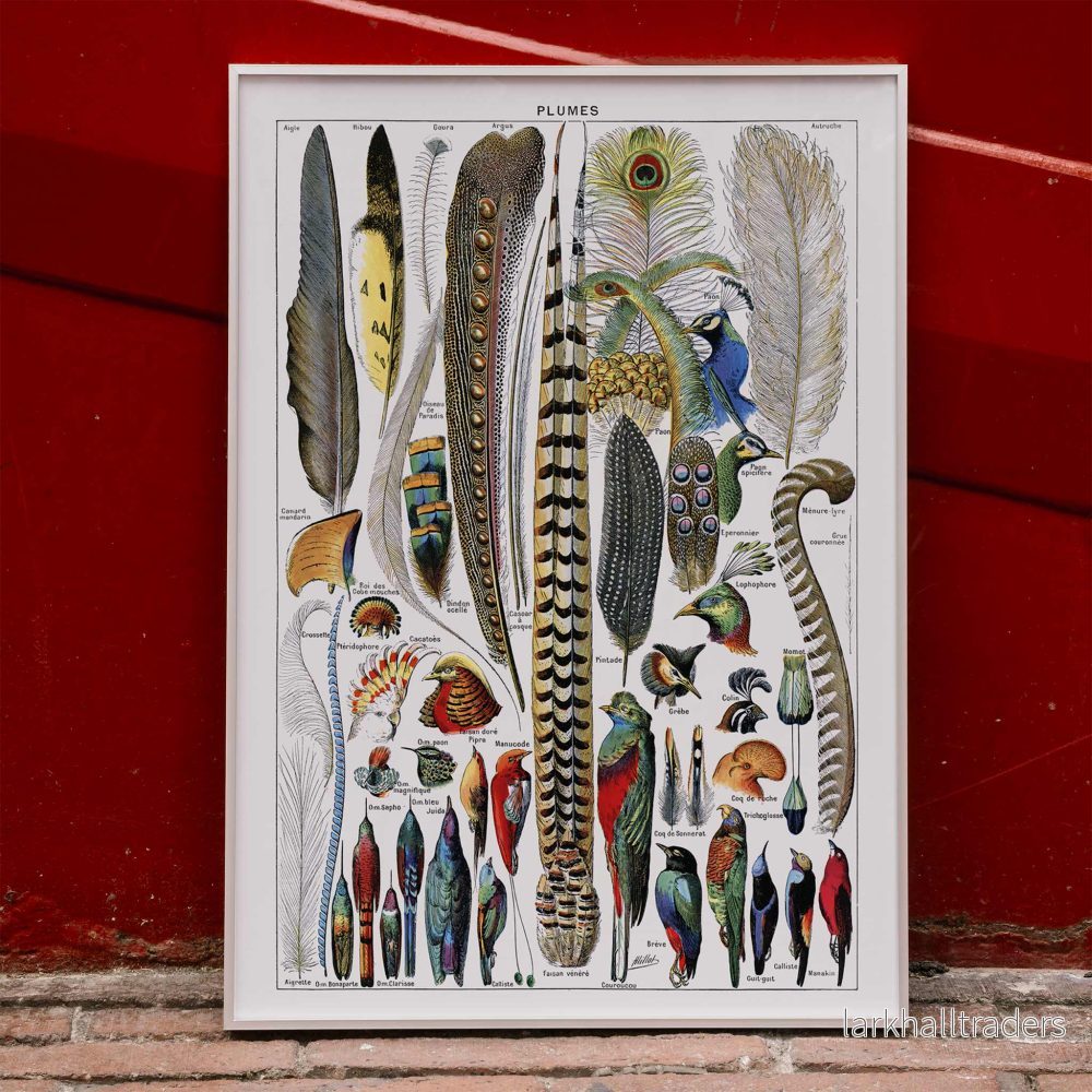 Fjädrar Poster