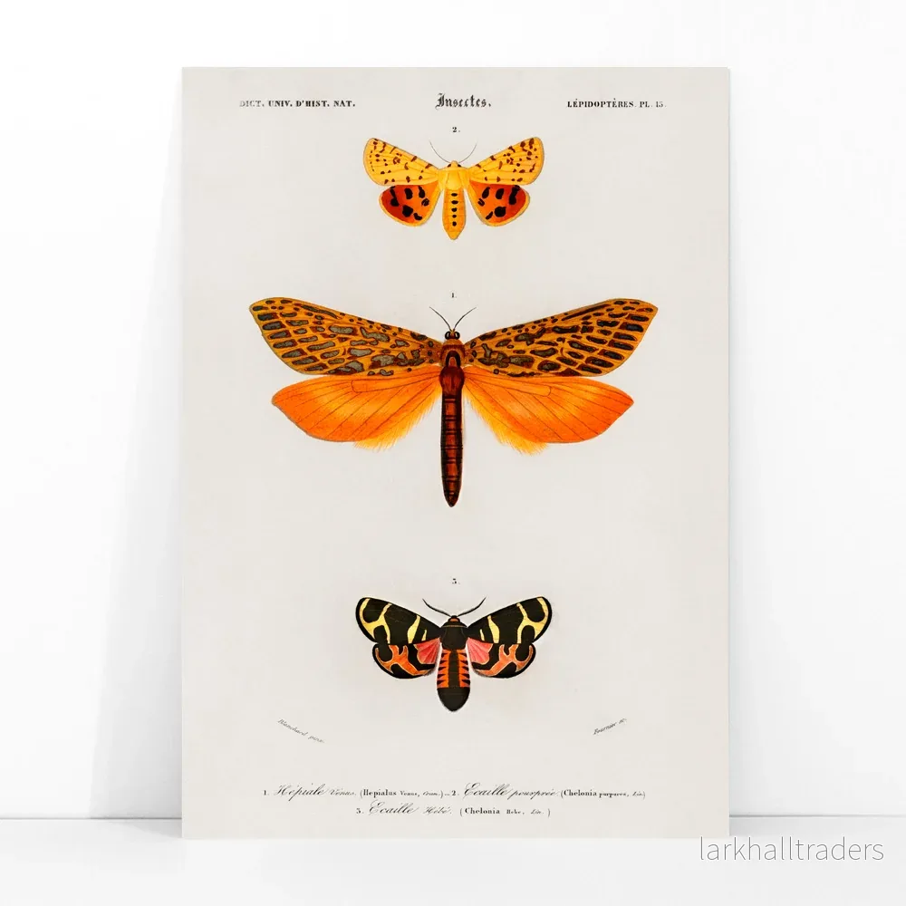 Orange malar Poster - Bild 3