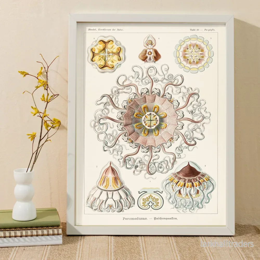 Peromedusae Poster
