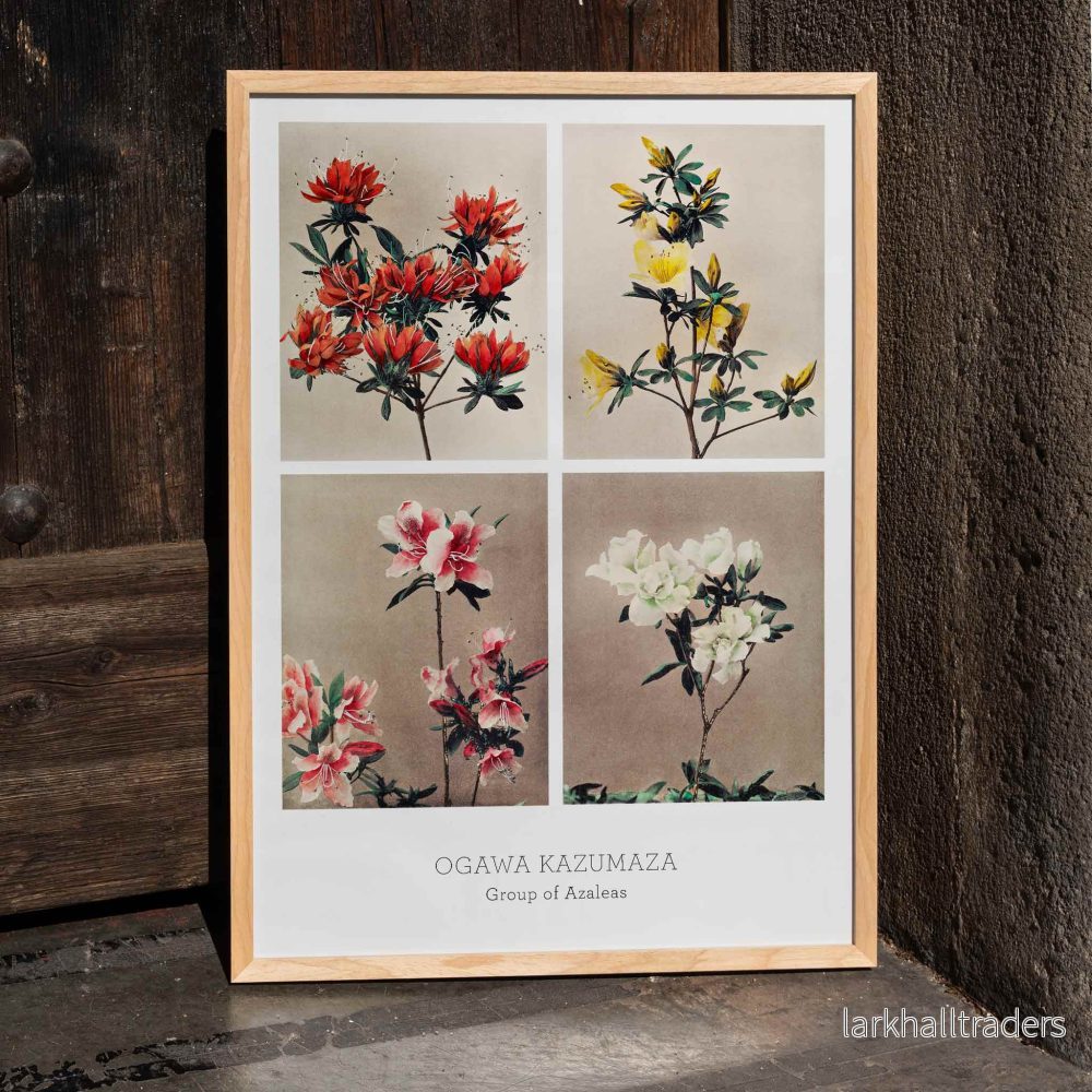 Grupp av azaleor Poster