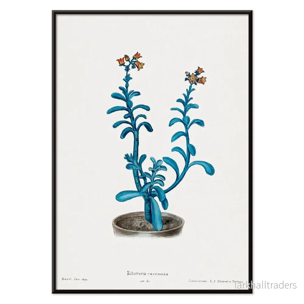 Brun socker Echeveria Poster - Bild 2