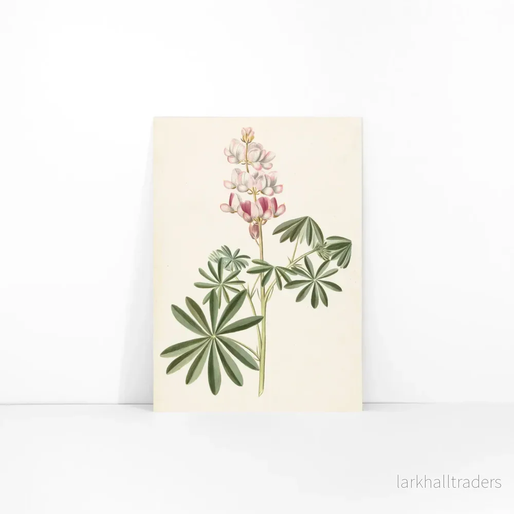 Lupinblommor Poster - Bild 3