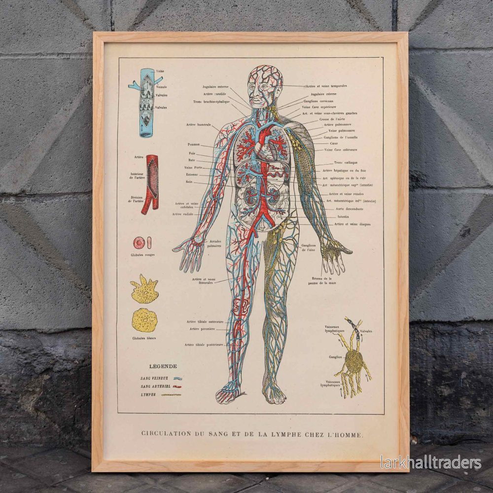 Blodcirkulation Poster