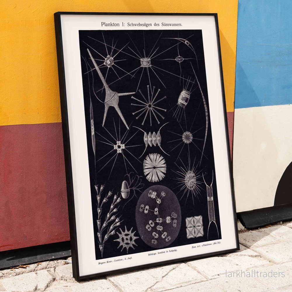 Plankton II Poster