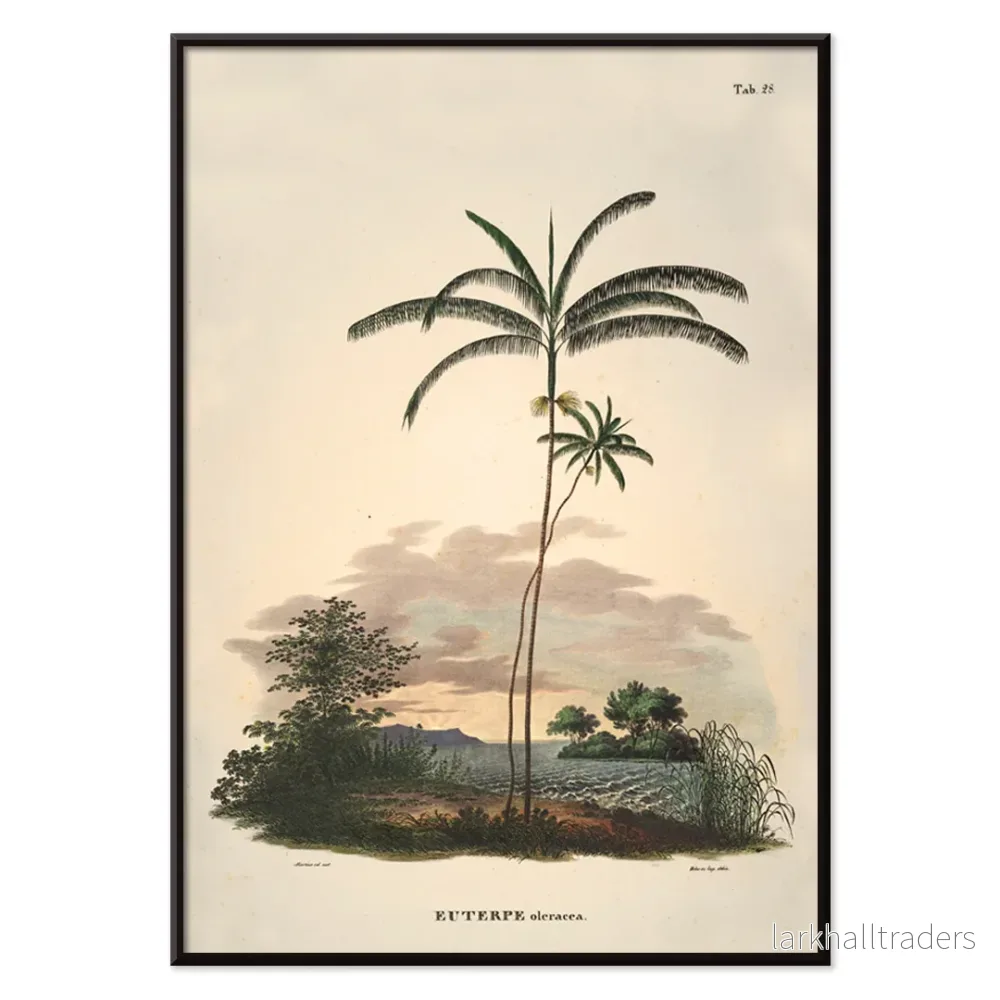 Euterpe oleracea Poster - Bild 2