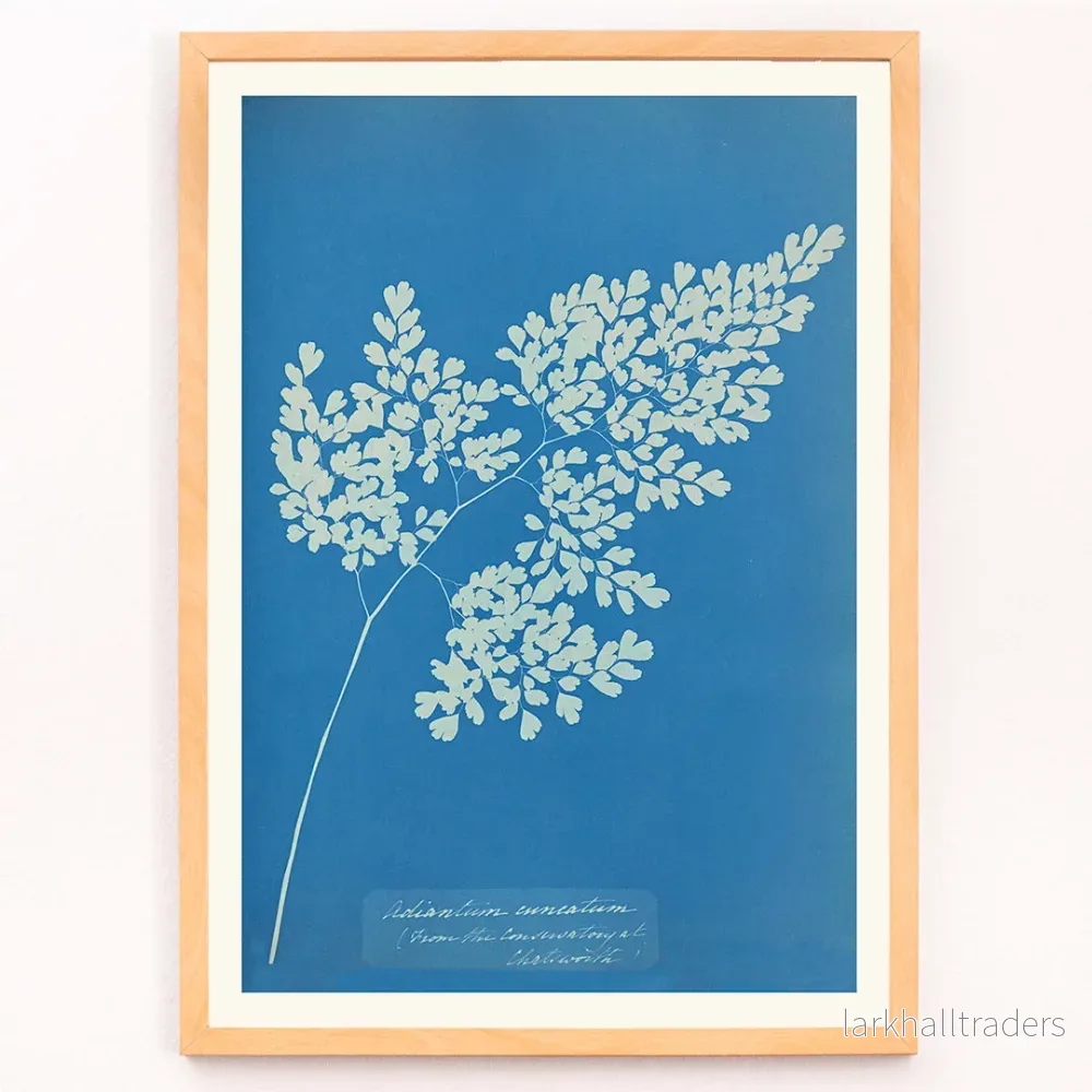 Adiantum cuneatum Poster - Bild 3