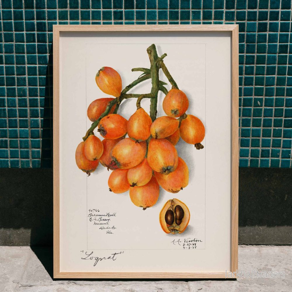 Japansk mispel (Eriobotrya japonica) Poster Japansk mispel (Eriobotrya japonica) Poster