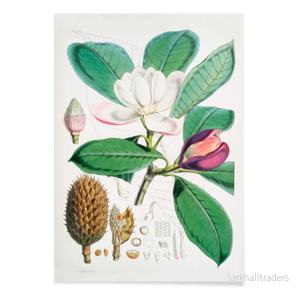 Talauma Hodgsoni Poster - Bild 2