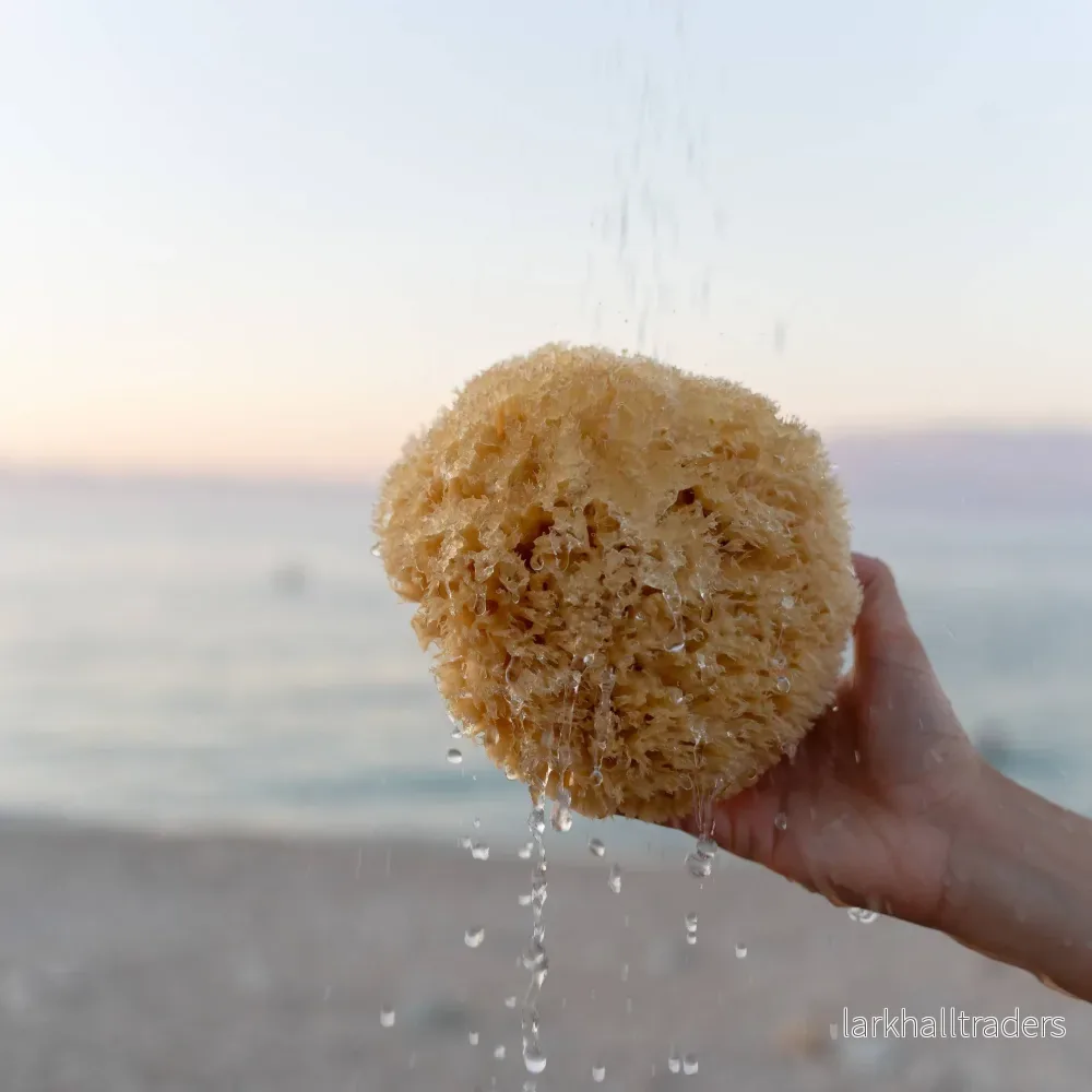Hållbar naturlig havssvamp varsamt skördad från havet: Mycket stor - Bild 3