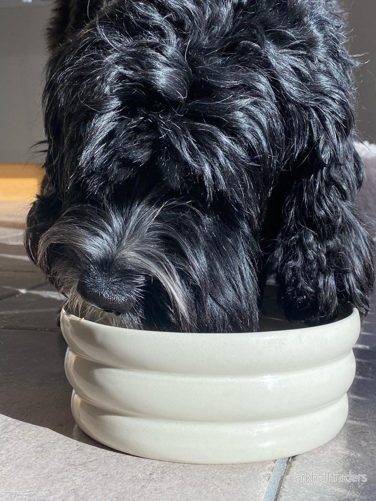 Hundskål – Beige (Anpassningsbar)