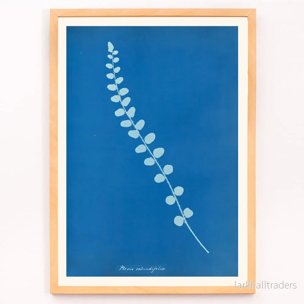 Pteris rotundifolia Poster - Bild 3