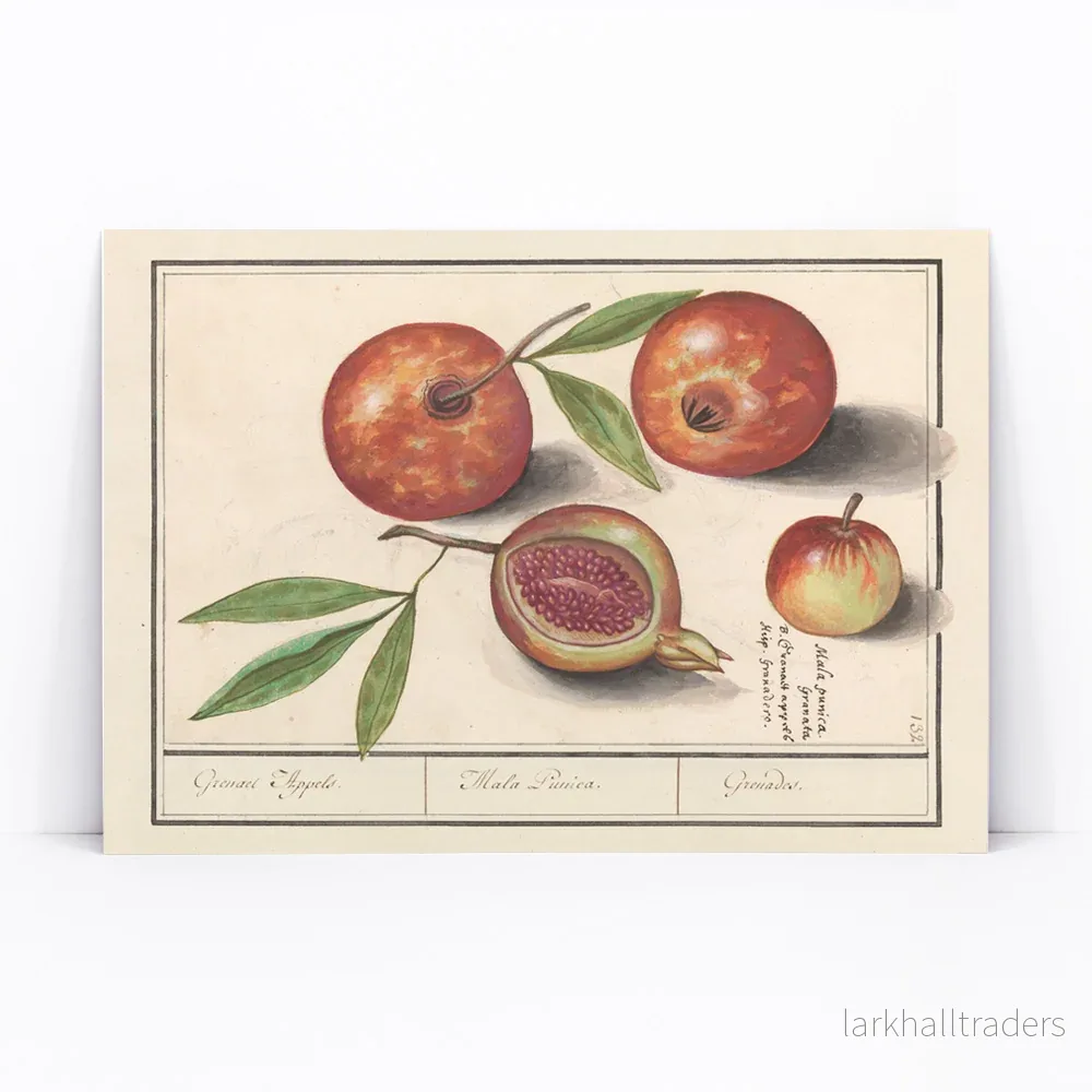 Granatäpple Poster - Bild 3