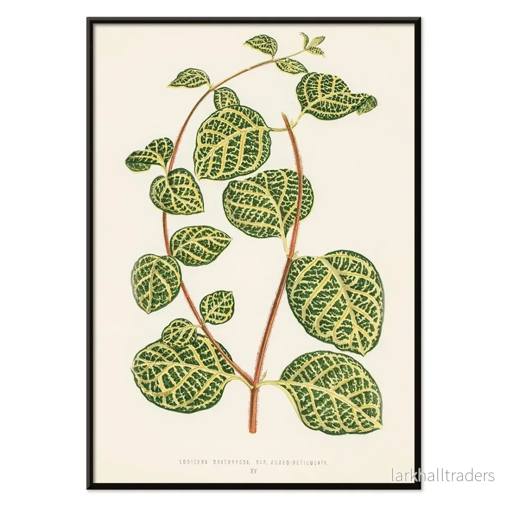 Lonicera Brachypoda Poster - Bild 2