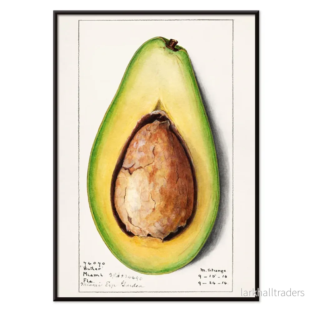 Avokado (Persea) Poster - Bild 2