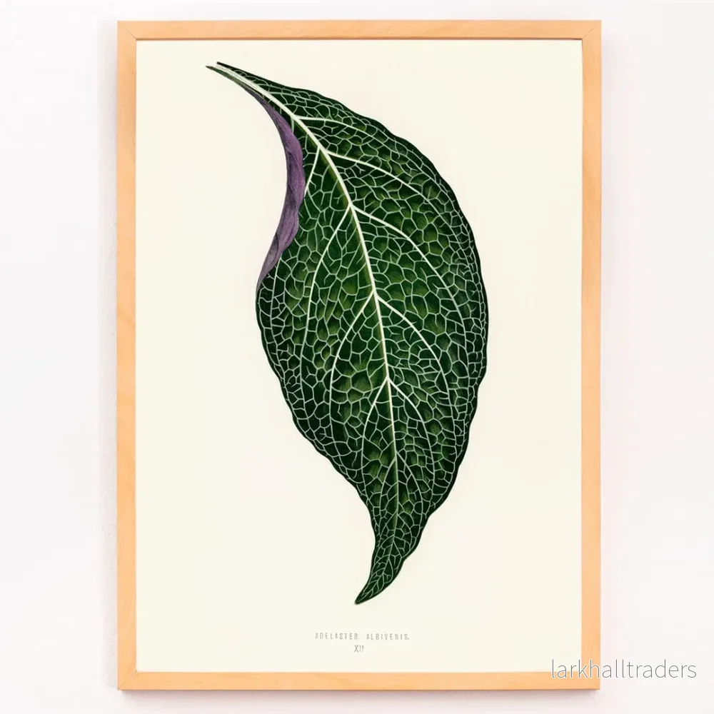 Adelaster Albivenis Poster - Bild 3