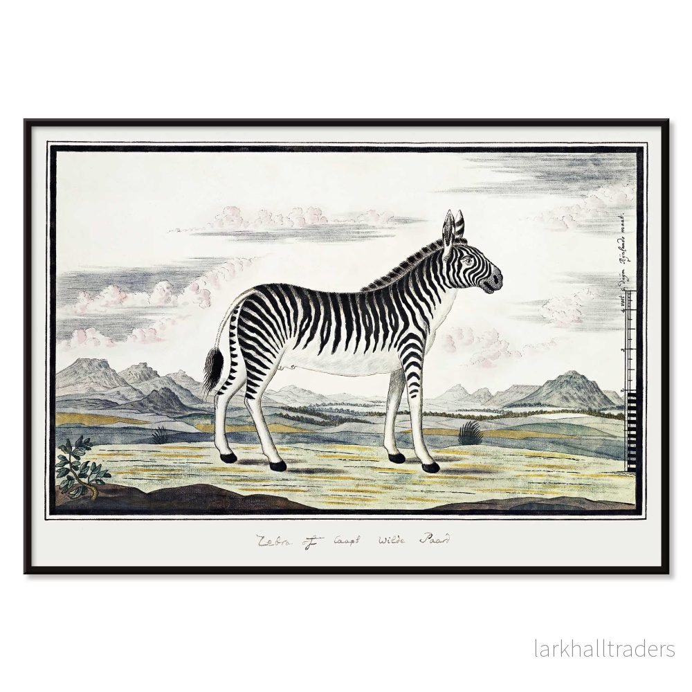 Bergzebra Poster - Bild 2