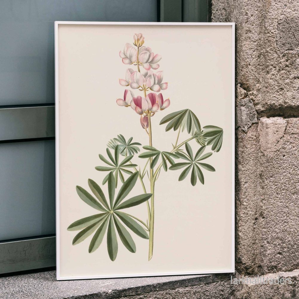 Lupinblommor Poster Lupinblommor Poster