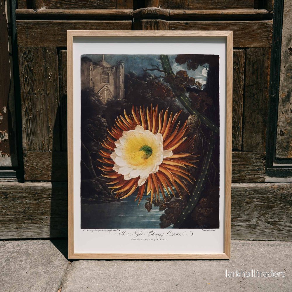 Nattblommande cereus Poster