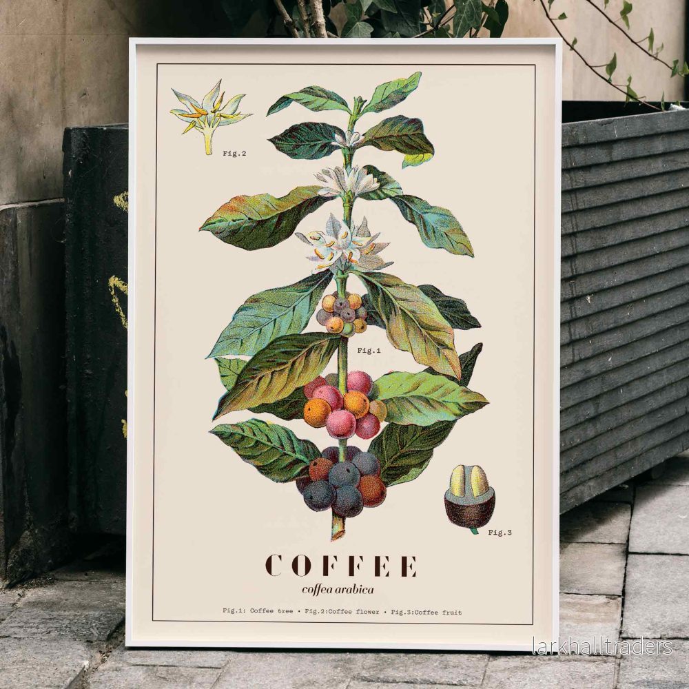 Coffea arabica 3 Poster Coffea arabica 3 Poster