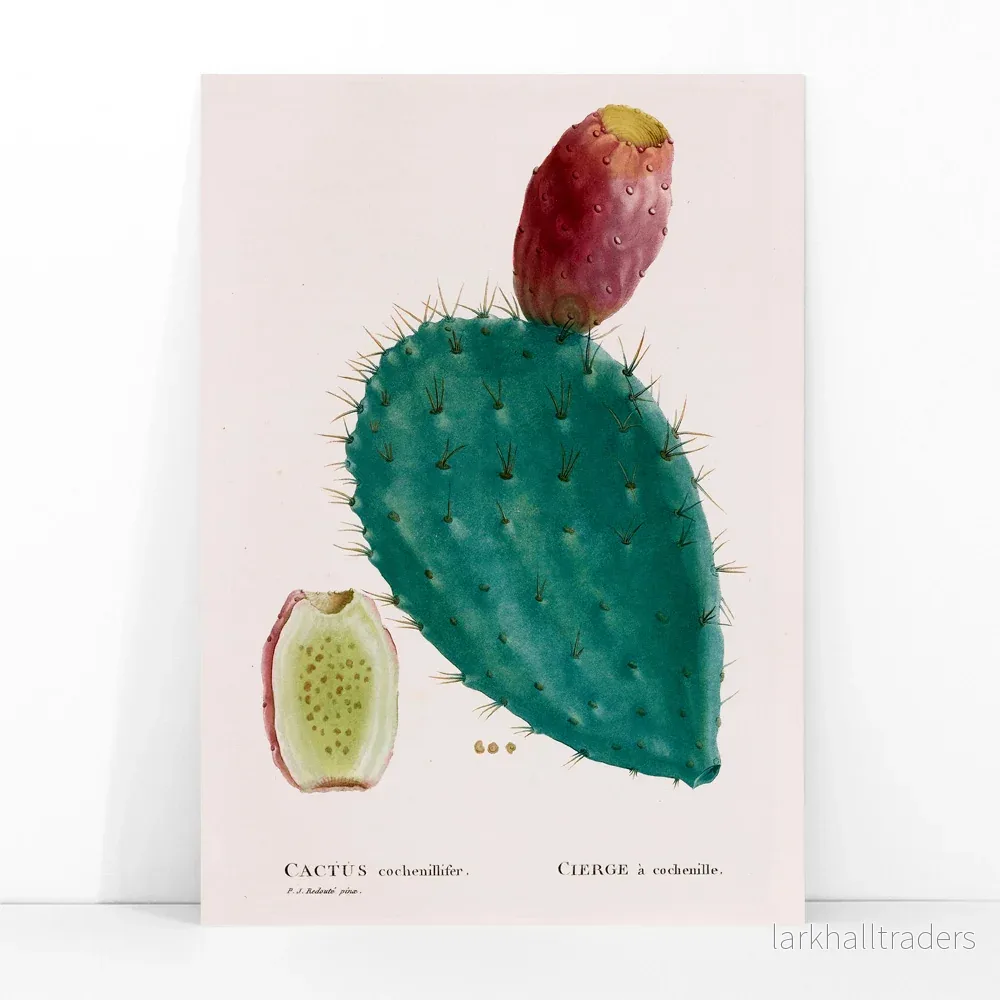 Cactus cochenillifer Poster - Bild 3