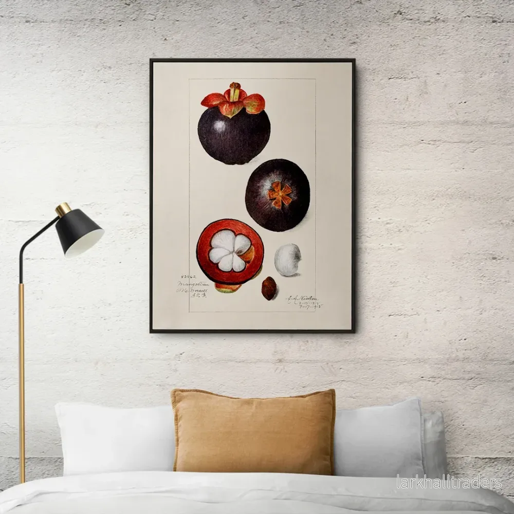 Garcinia Mangostana Poster Garcinia Mangostana Poster