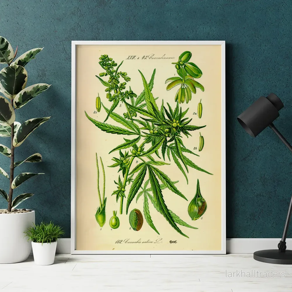 Cannabis sativa Poster