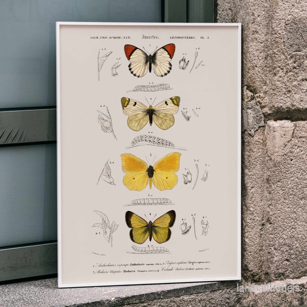 Olika fjärilsarter Poster Olika fjärilsarter Poster