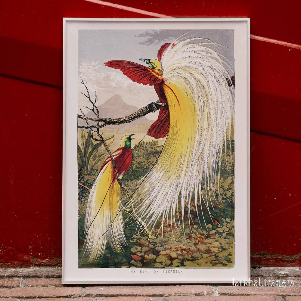 Paradisfågel Poster - Bild 3