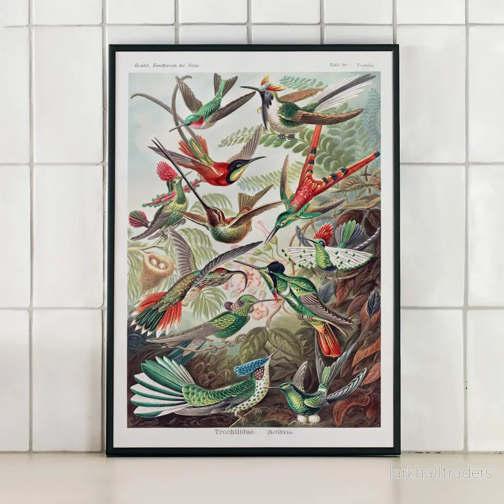 Trochilidae Poster - Bild 3