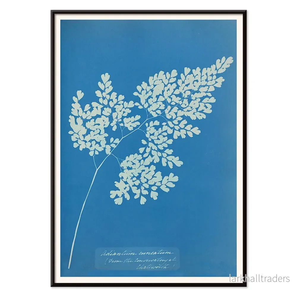 Adiantum cuneatum Poster - Bild 2