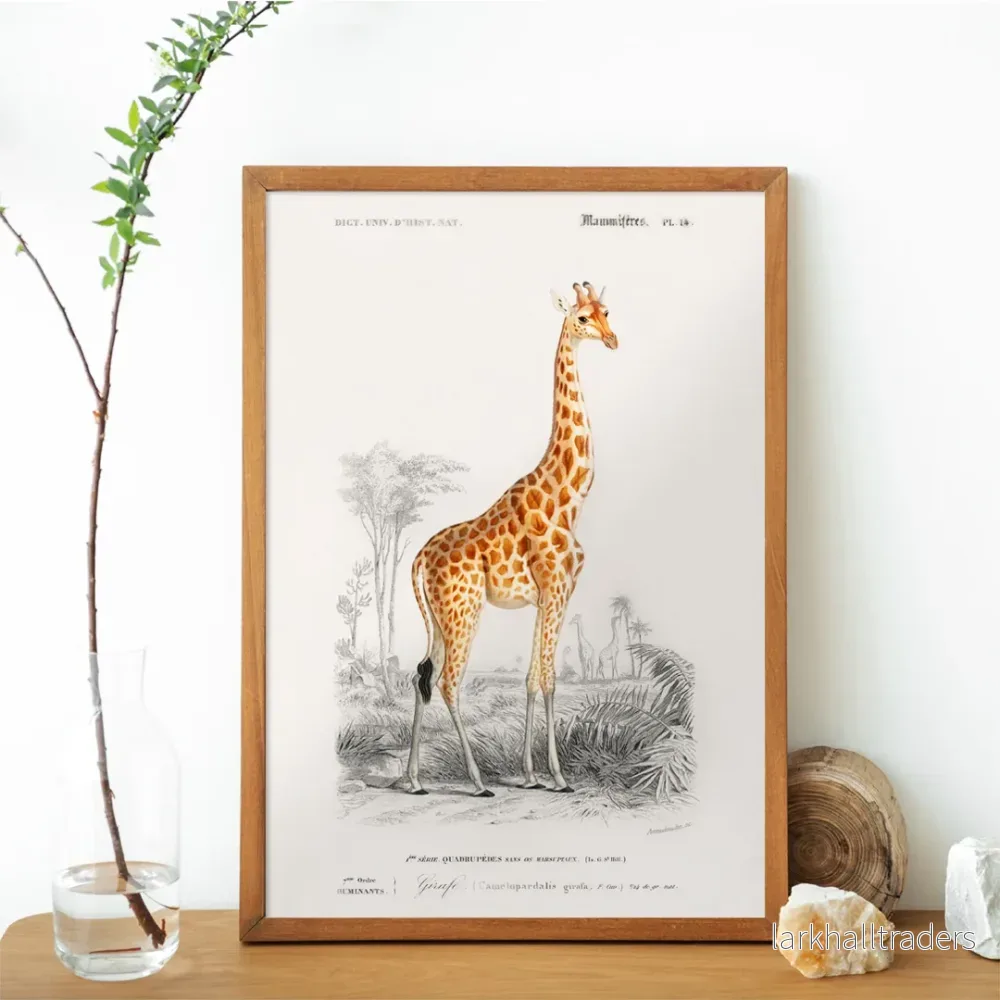 Giraffa camelopardalis Poster