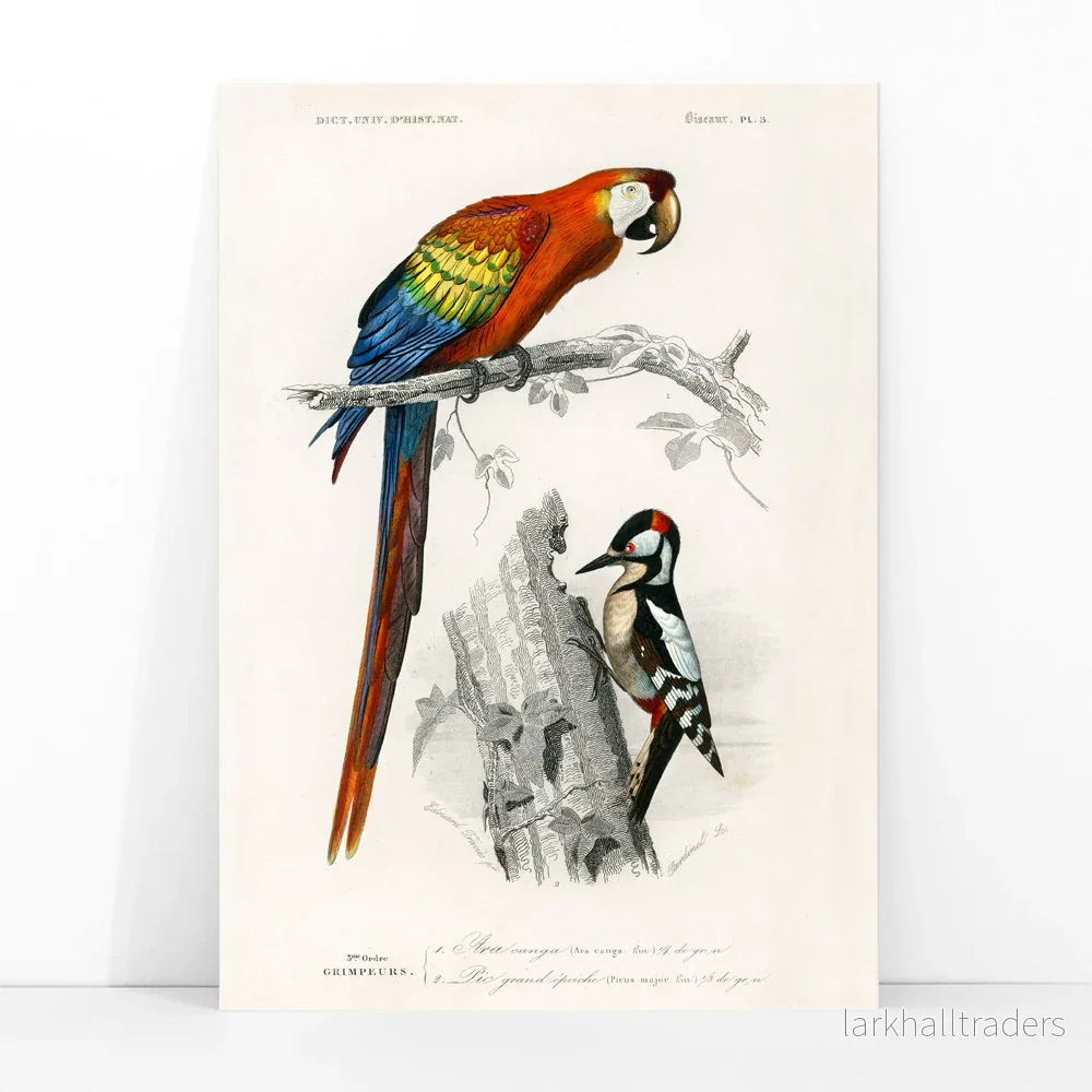 Papegojor III Poster - Bild 3