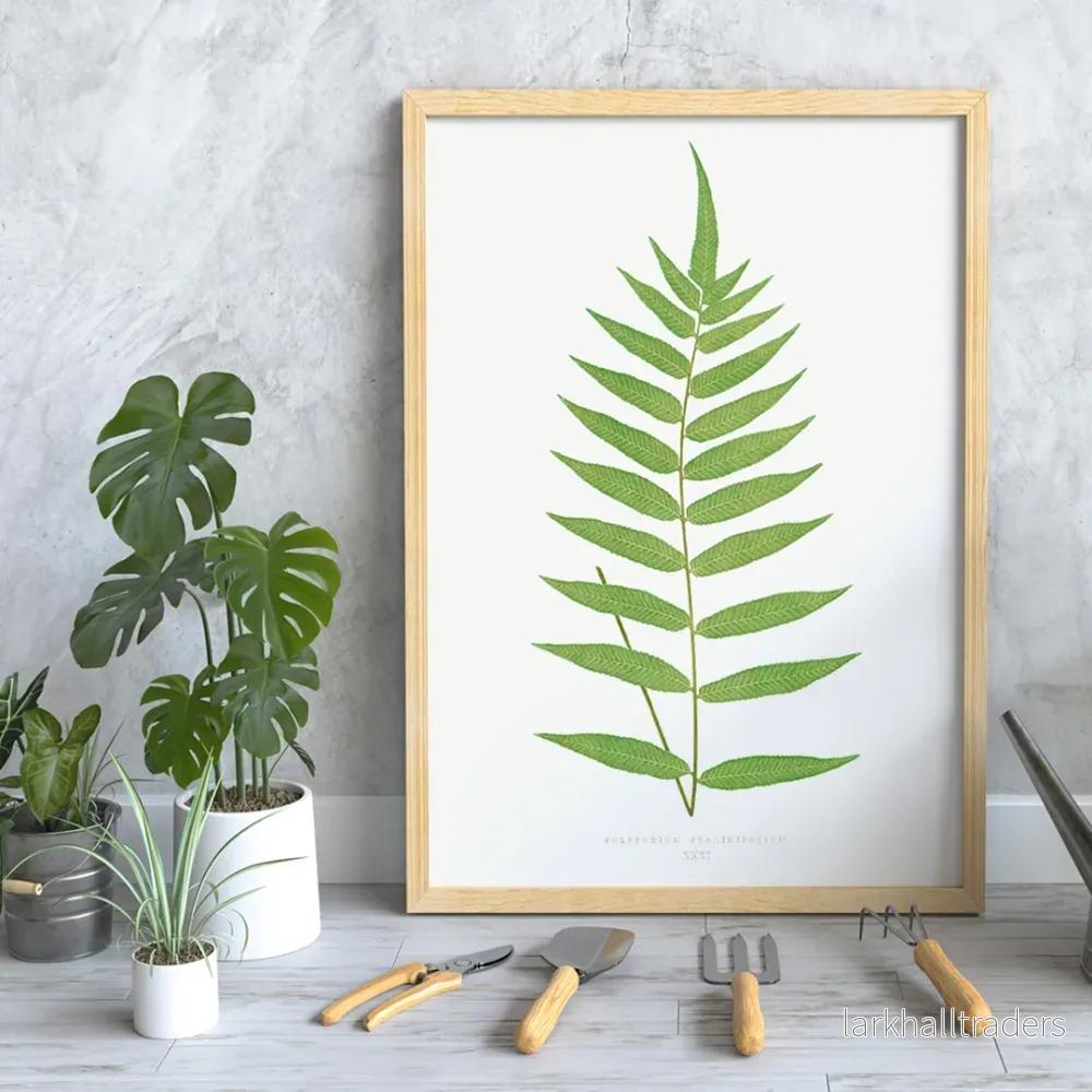 Polypodium Fraxinifolium Poster Polypodium Fraxinifolium Poster