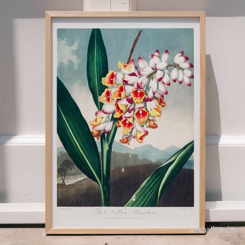 Nickande Renealmia Poster Nickande Renealmia Poster