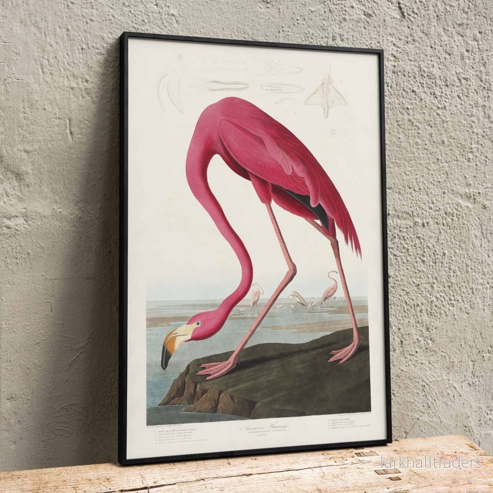 Rosa flamingo Poster