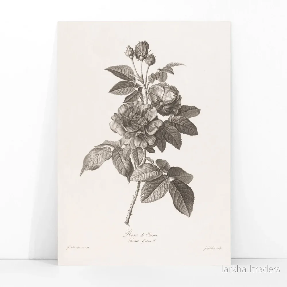Rose de Provins Poster - Bild 3