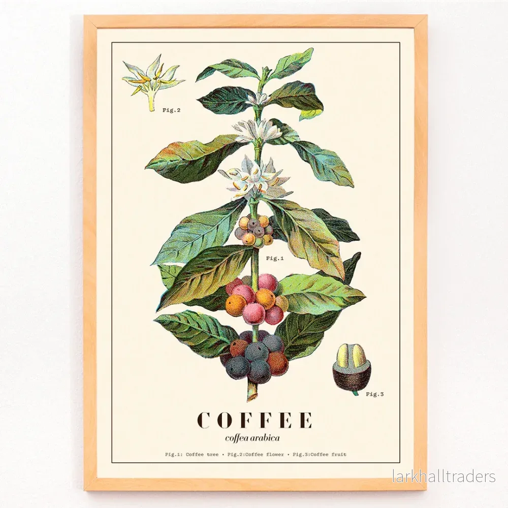 Coffea arabica 3 Poster - Bild 3