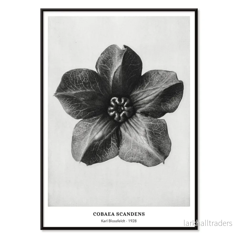 Cobea scandens Poster - Bild 2