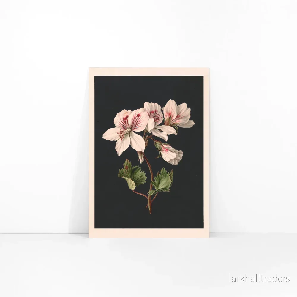 Pelargonium Poster - Bild 3