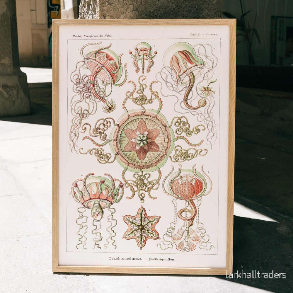 Trachomedusae Poster
