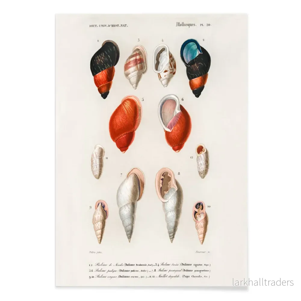Färgade mollusker Poster - Bild 2