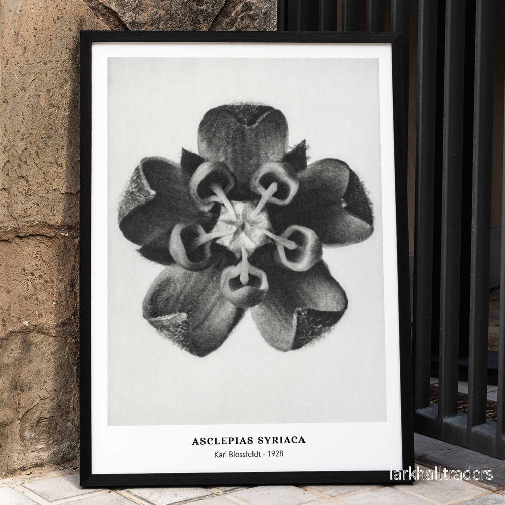 Asclepias Syriaca Poster Asclepias Syriaca Poster
