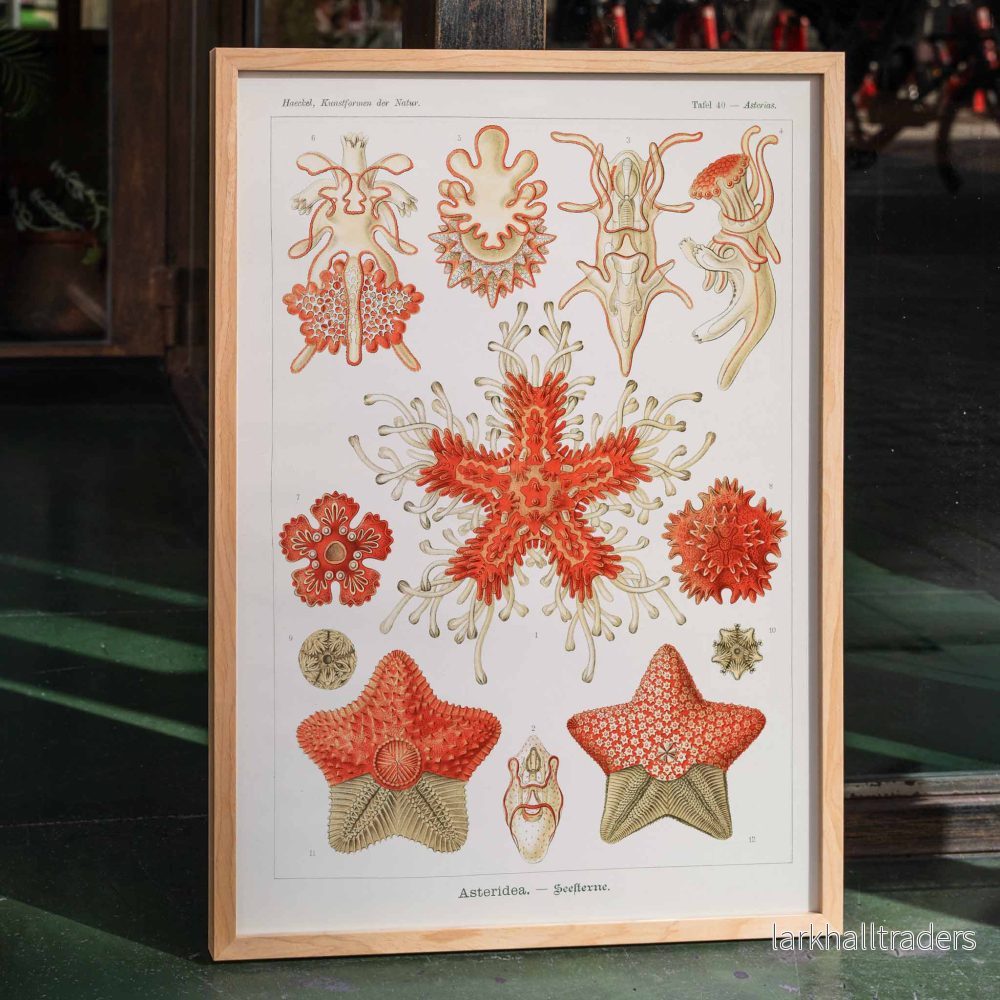 Asteridea Poster