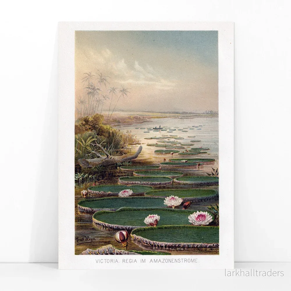 Vattenlilja i Amazonas Poster - Bild 3