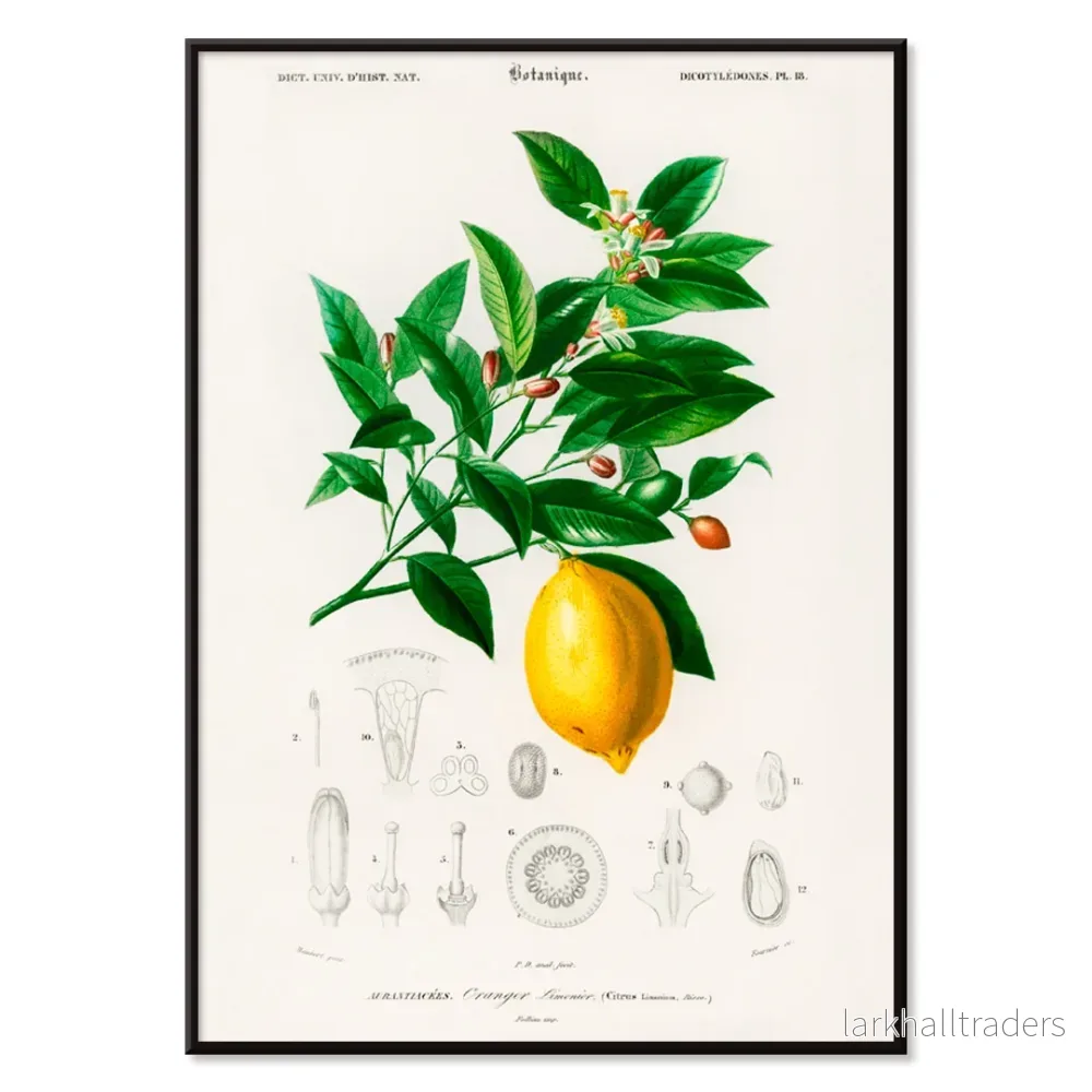 Citrus Limonium Poster - Bild 2