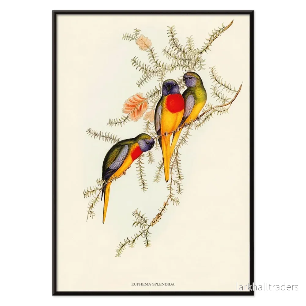 Praktgräsparakit Euphema Splendida Poster - Bild 2