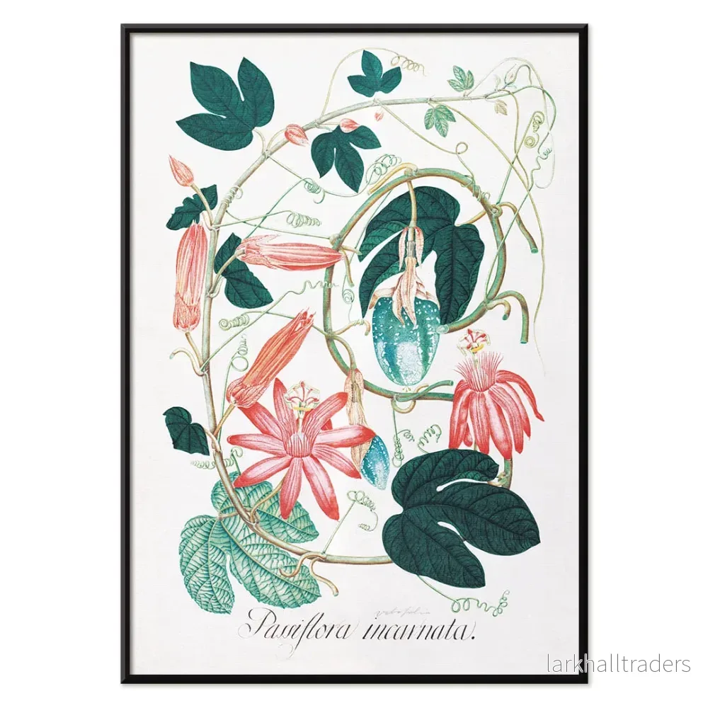 Passiflora incarnata Poster - Bild 2