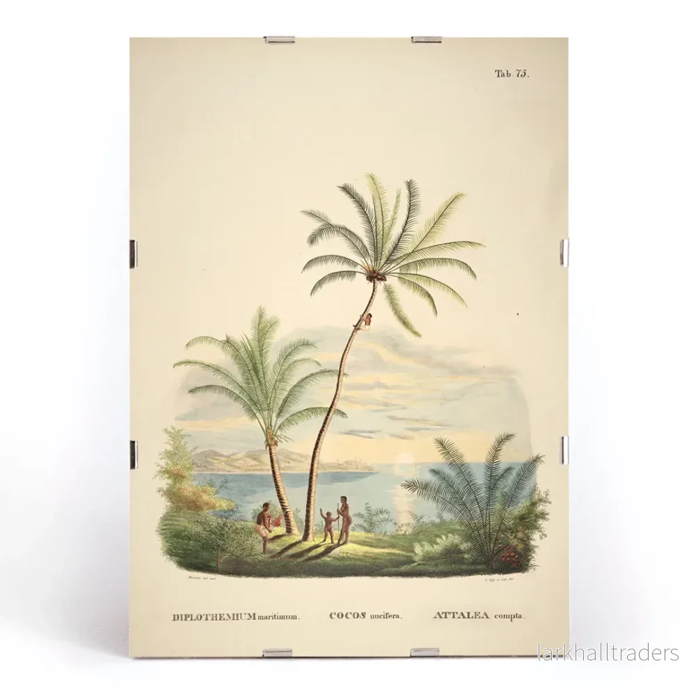 Attalea compta Poster - Bild 3
