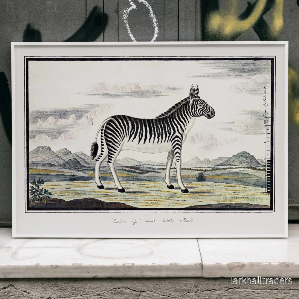Bergzebra Poster