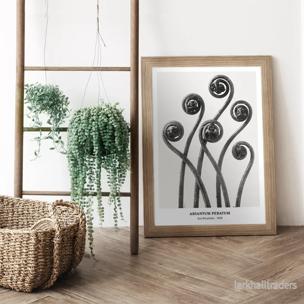 Adiantum pedatum Poster Adiantum pedatum Poster